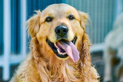 Conheça as raças de cachorro perfeitas para famílias com crianças