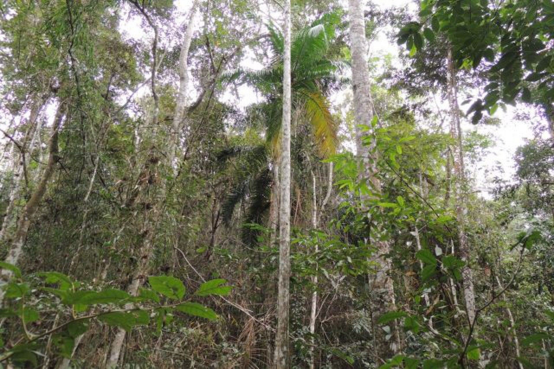 Varre-Sai se destaca com a 100ª RPPN reconhecida pelo Estado do Rio