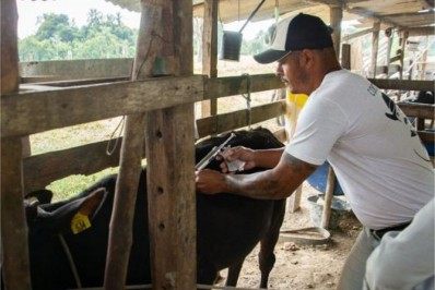 Porto Real imuniza 100% do rebanho contra a Febre Aftosa