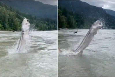 Peixe de quase 3 metros surpreende pescadores ao saltar da água