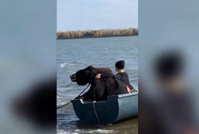 Mulher viraliza depois de pescar ao lado de um urso resgastado de safári