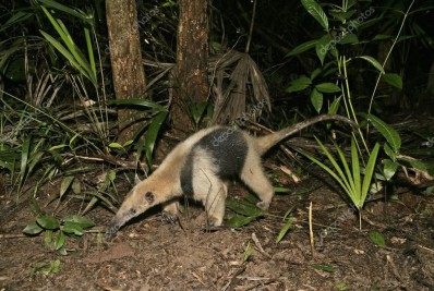 Tamanduá é encontrado e resgatado na cidade