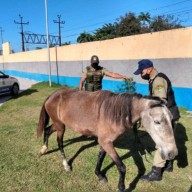 Cavalo branco abandonado é resgatado pela equipe do Grupamento Ambiental Tático em Mesquita