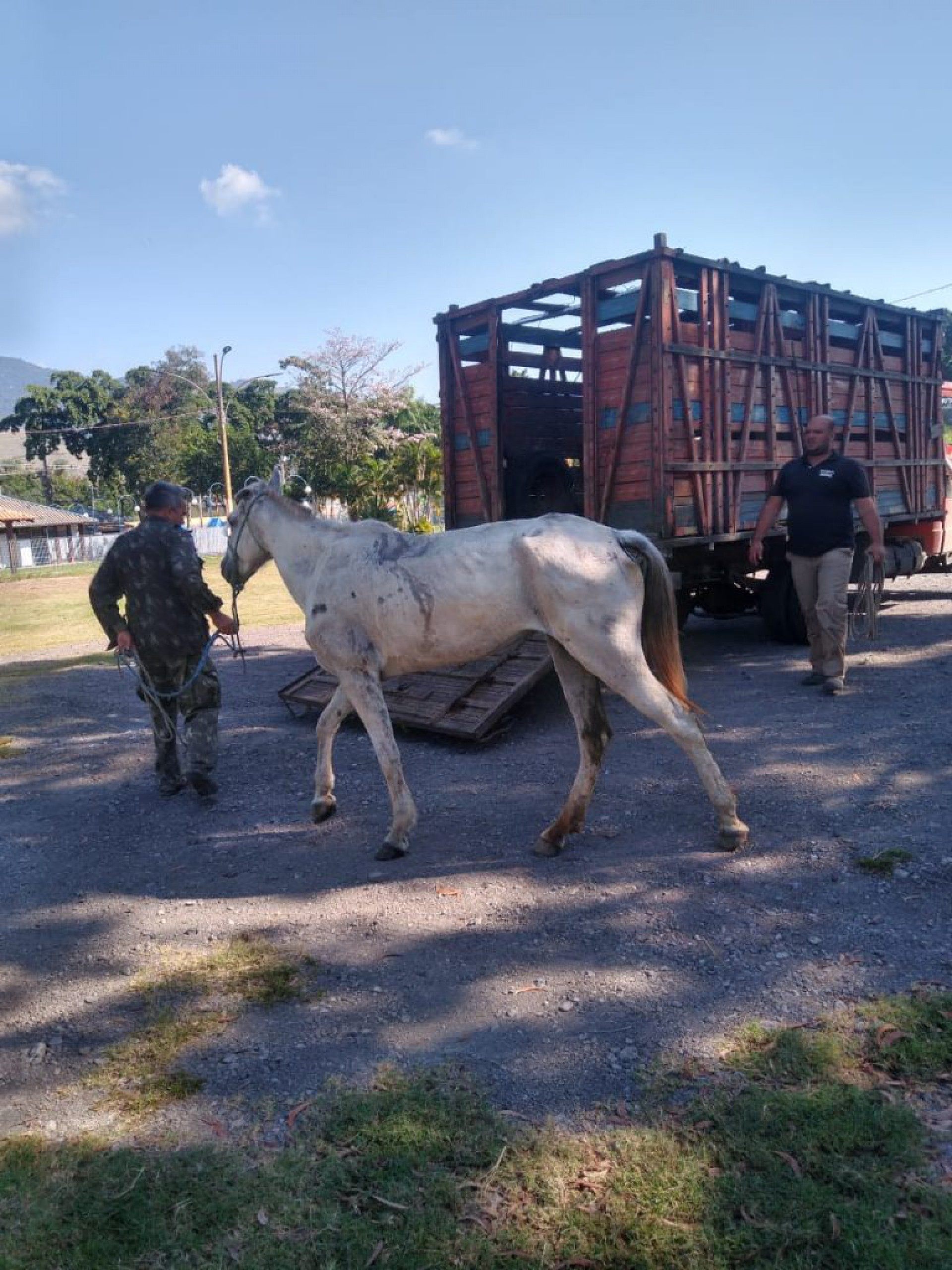 O animal foi transportado em um caminhão-gaiola para um curral localizado em Seropédica - Divulgação