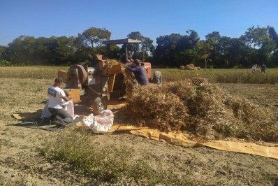 Secretaria de Agricultura auxilia produtor na colheita de feijão