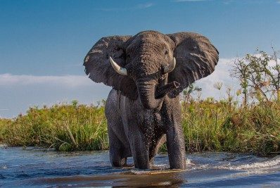 Funcionário é acusado de negligência após morte de turista por elefante na Tailândia