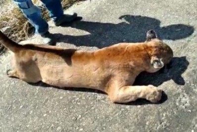 Vídeo: Onça parda morre após ser atropelada na estrada Campos-São Fidélis