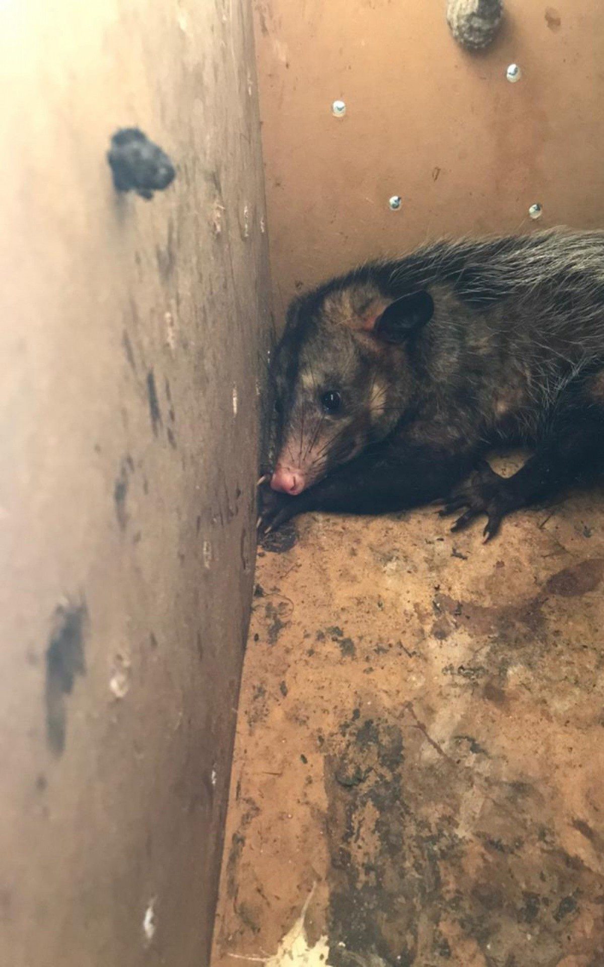 O animal foi encaminhado ao Centro de Triagem de Animais Silvestres do Ibama, em Serop&eacute;dica