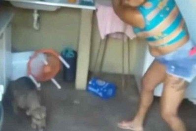 Vídeo: mulher espanca cães com pedaços de madeira