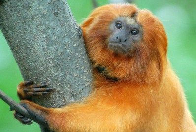 Risco de morte para o mico-leão