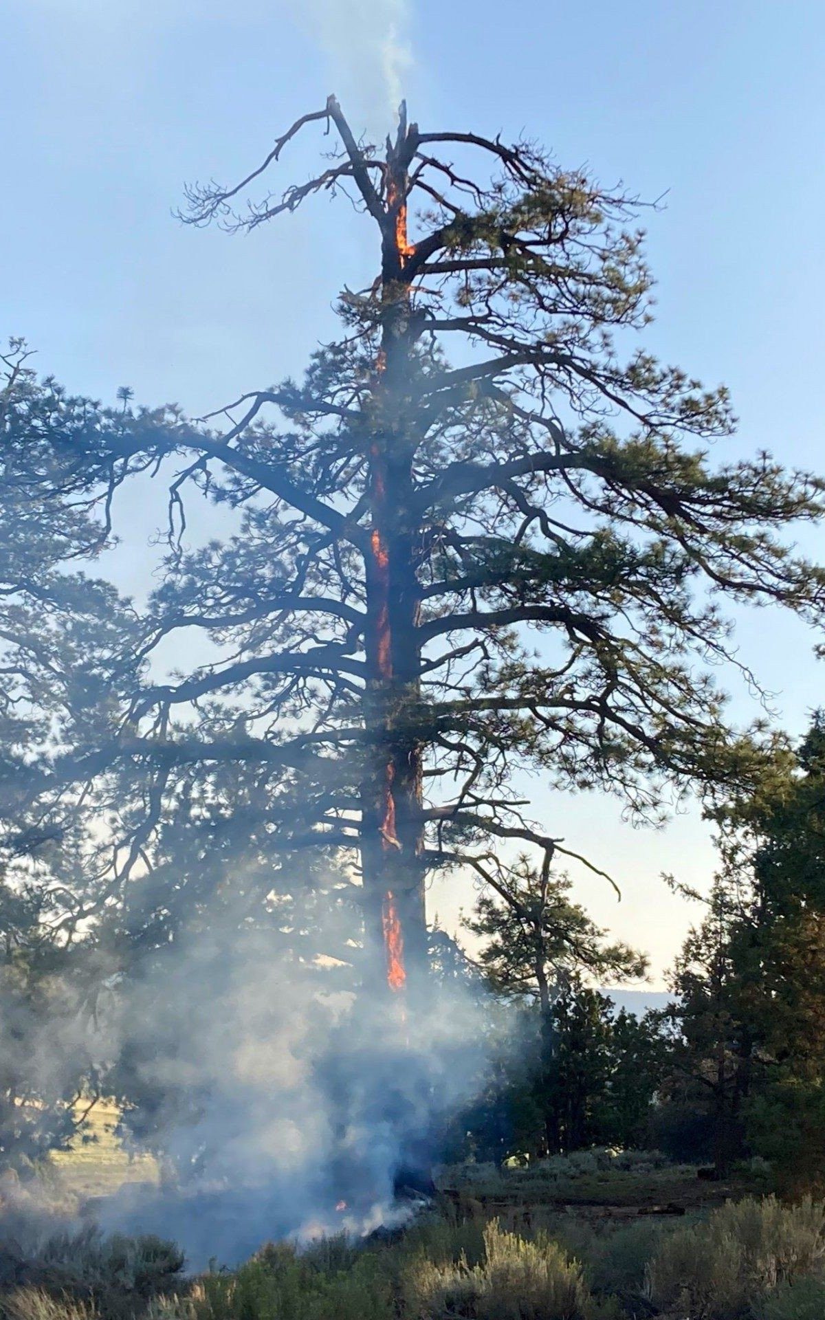 &Aacute;rvore ficou em chamas ap&oacute;s tempestade
