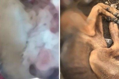 Maus-tratos a animais: cachorro é amarrado em trilho de trem e outro leva marteladas 