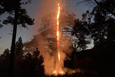 Vídeo: árvore de 200 anos pega fogo e se parte no meio após tempestade
