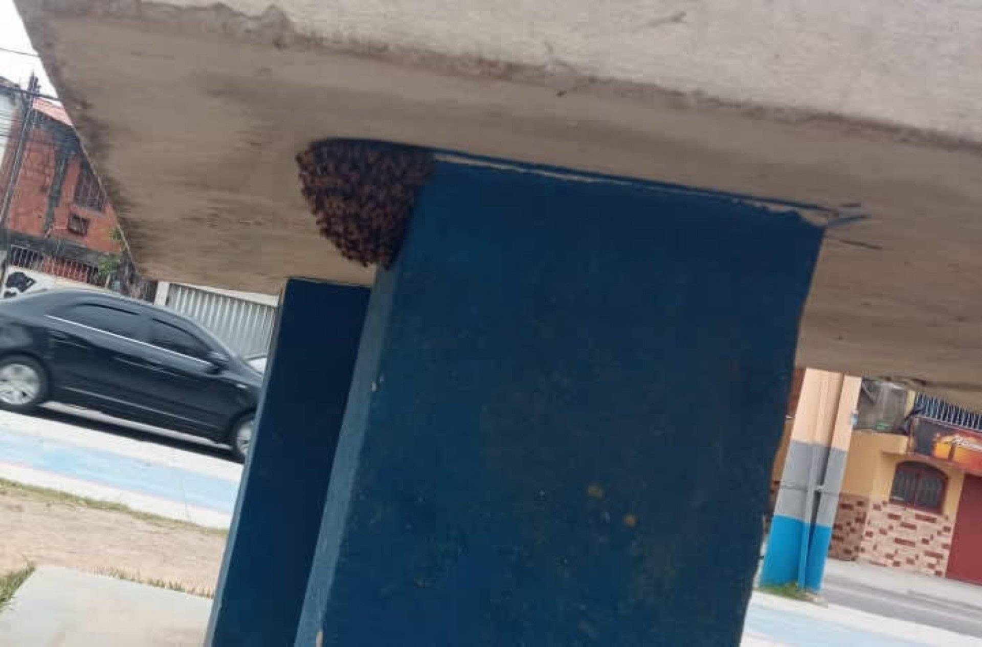 Com a ajuda dos apicultores, a colmeia foi removida e levada para um local adequado - Divulgação