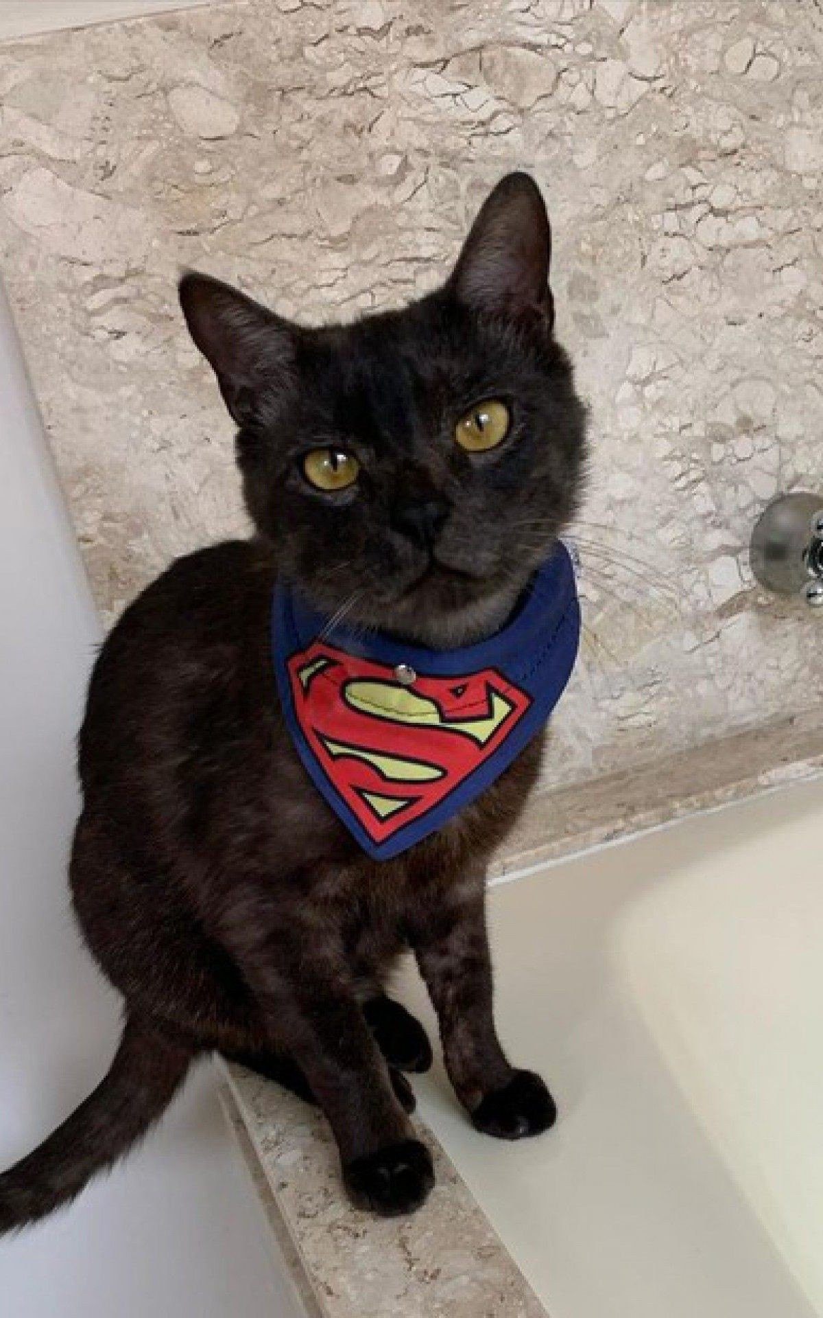 Maria Lina, noiva de Whindersson Nunes, lamenta morte de gatinho