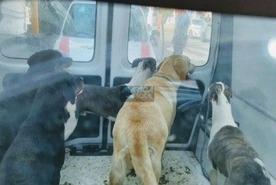 11 cães e 21 porquinhos da índia sofriam maus tratos extremos em Itaipuaçu