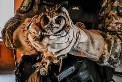 GEPAM resgata coruja-orelhuda no bairro de Bela Vista