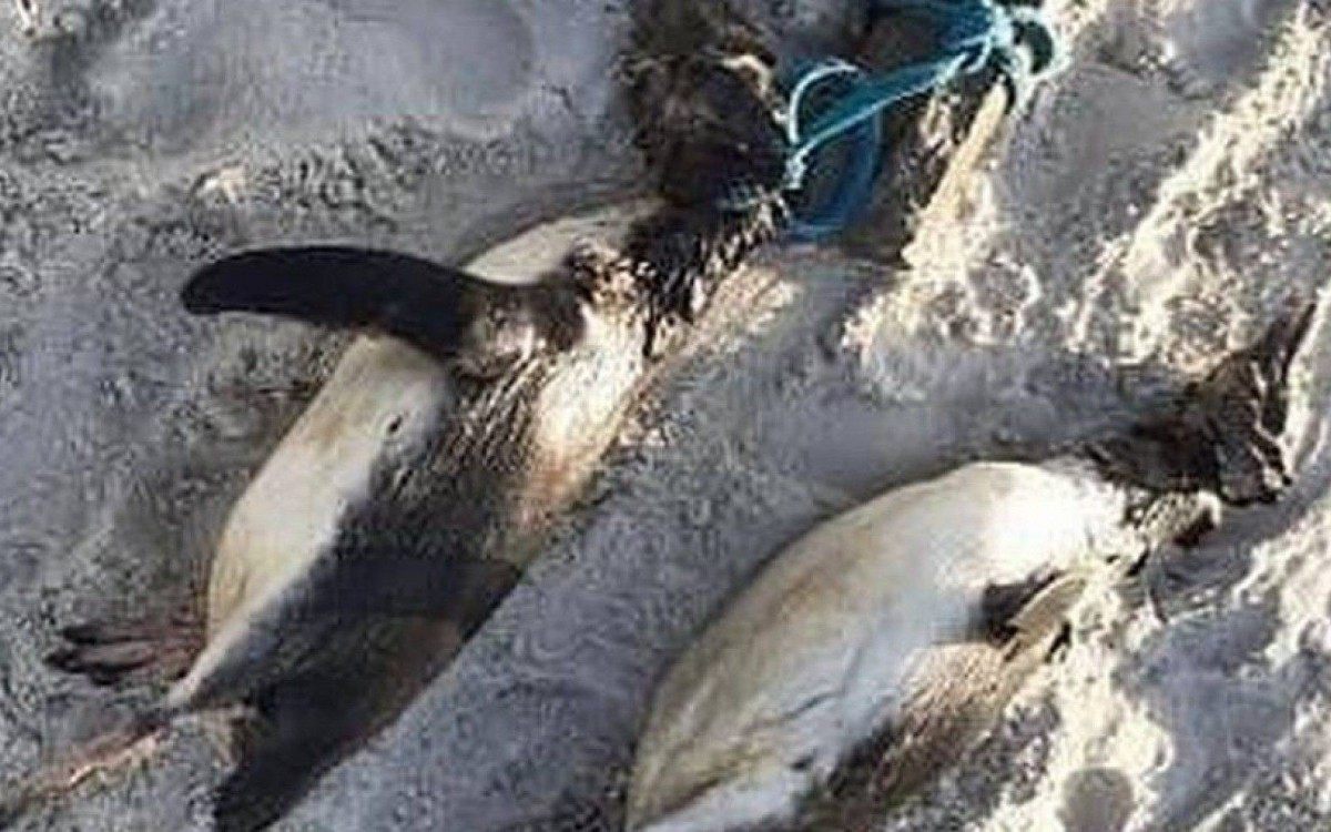 Pinguins encontrados mortos em praia em Florianópolis
 - Divulgação