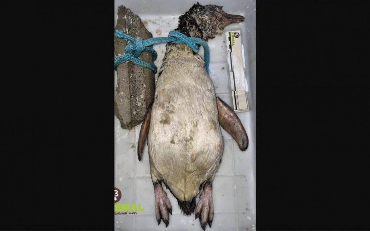 Pinguin encontrado com corda no pesco&ccedil;o e uma pedra
