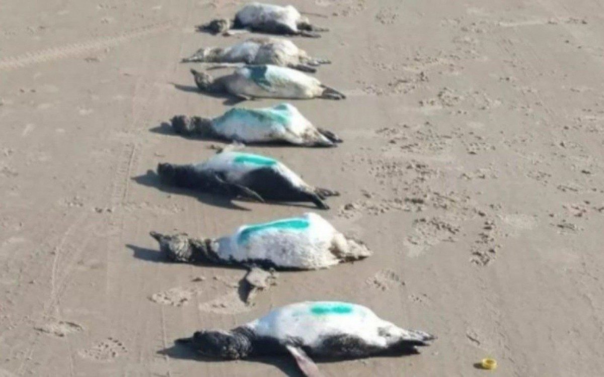 59 pinguins foram encontrados mortos em praia de SC
