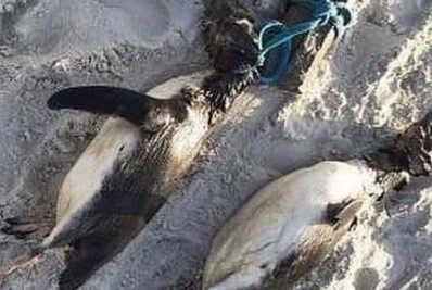 Pinguins são encontrados mortos em praia com sinais de tortura