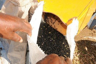 Quissamã deverá produzir 36 toneladas de feijão na safra 2021