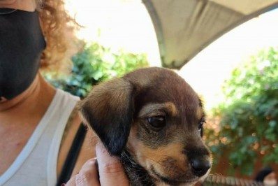 Feira de adoção de cães e gatos em Itaboraí