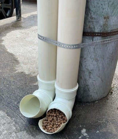 Rennan da Penha cria projeto para animais de rua - Reprodução