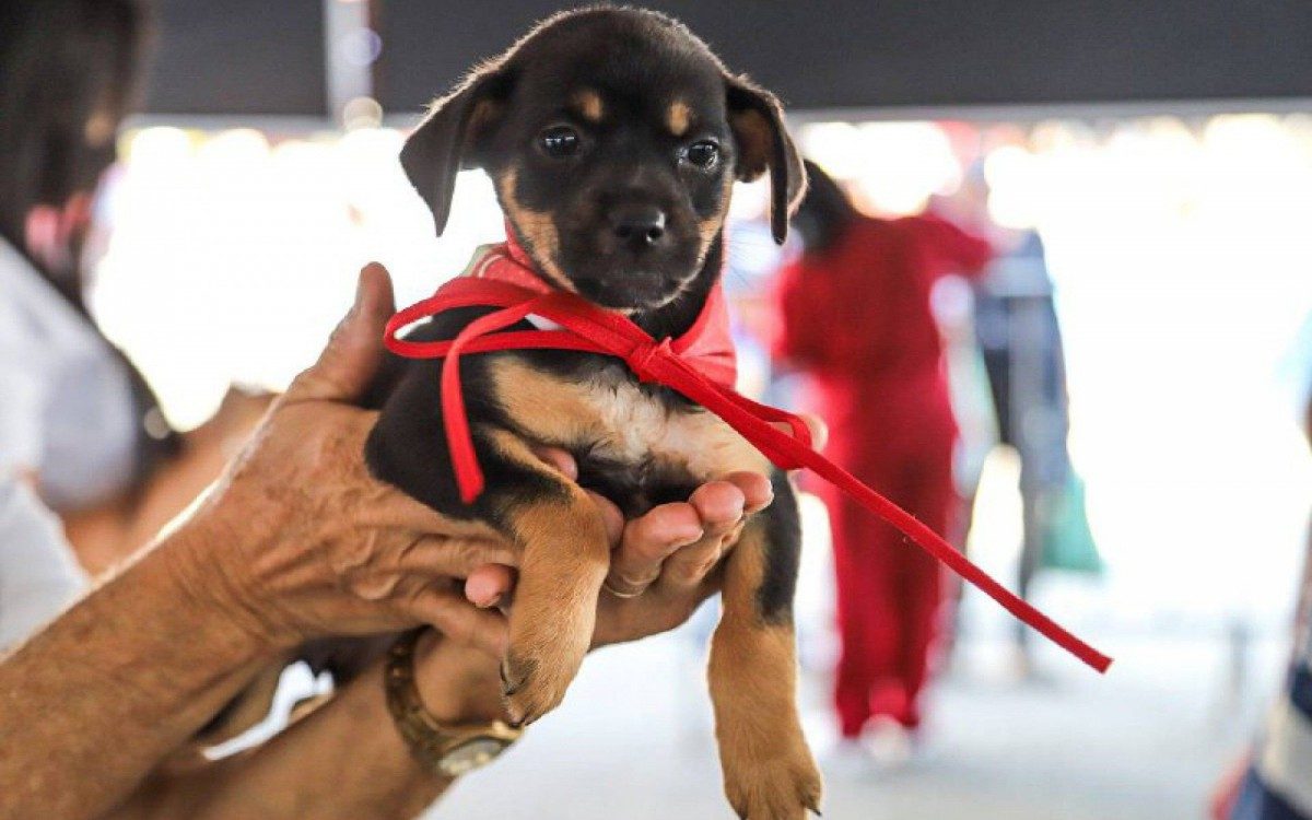 23 animais adotados entre c&atilde;es e gatos no Dia P, em Meriti 