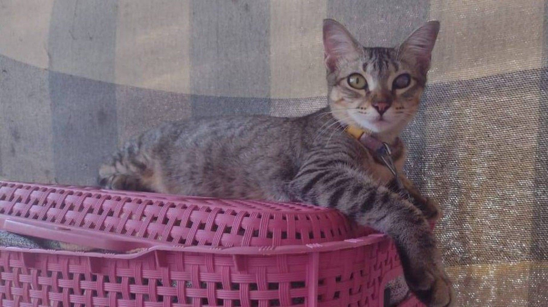 Grupo de 22 gatos entra com a&ccedil;&atilde;o na Justi&ccedil;a contra condom&iacute;nio