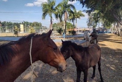 Três cavalos abandonados foram resgatados em ciclovia de Mesquita