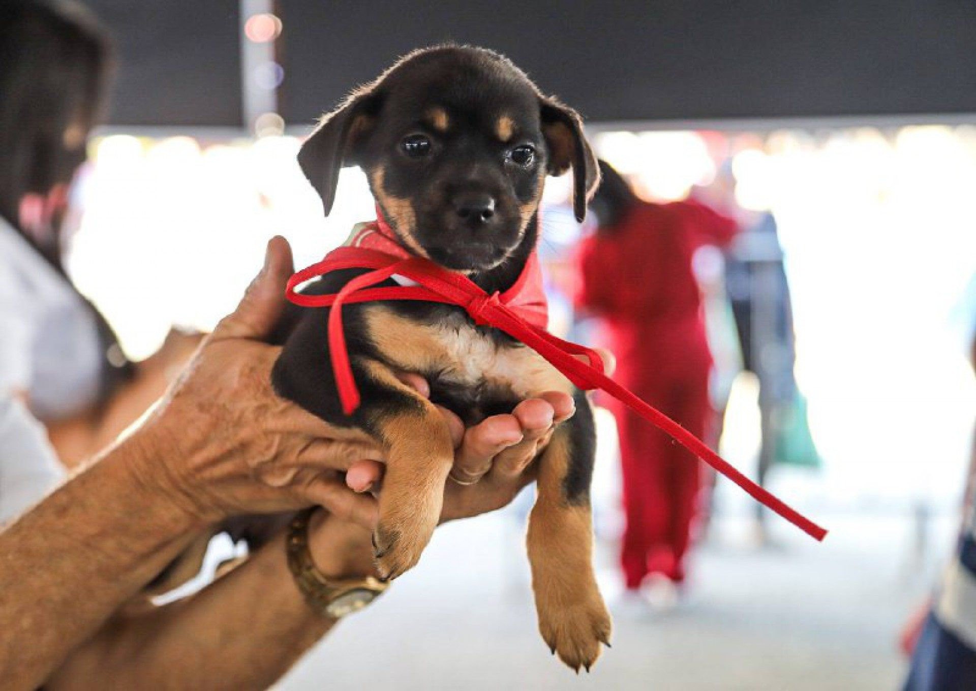 23 animais adotados entre cães e gatos no Dia P, em Meriti  - DEBORA VITÓRIA