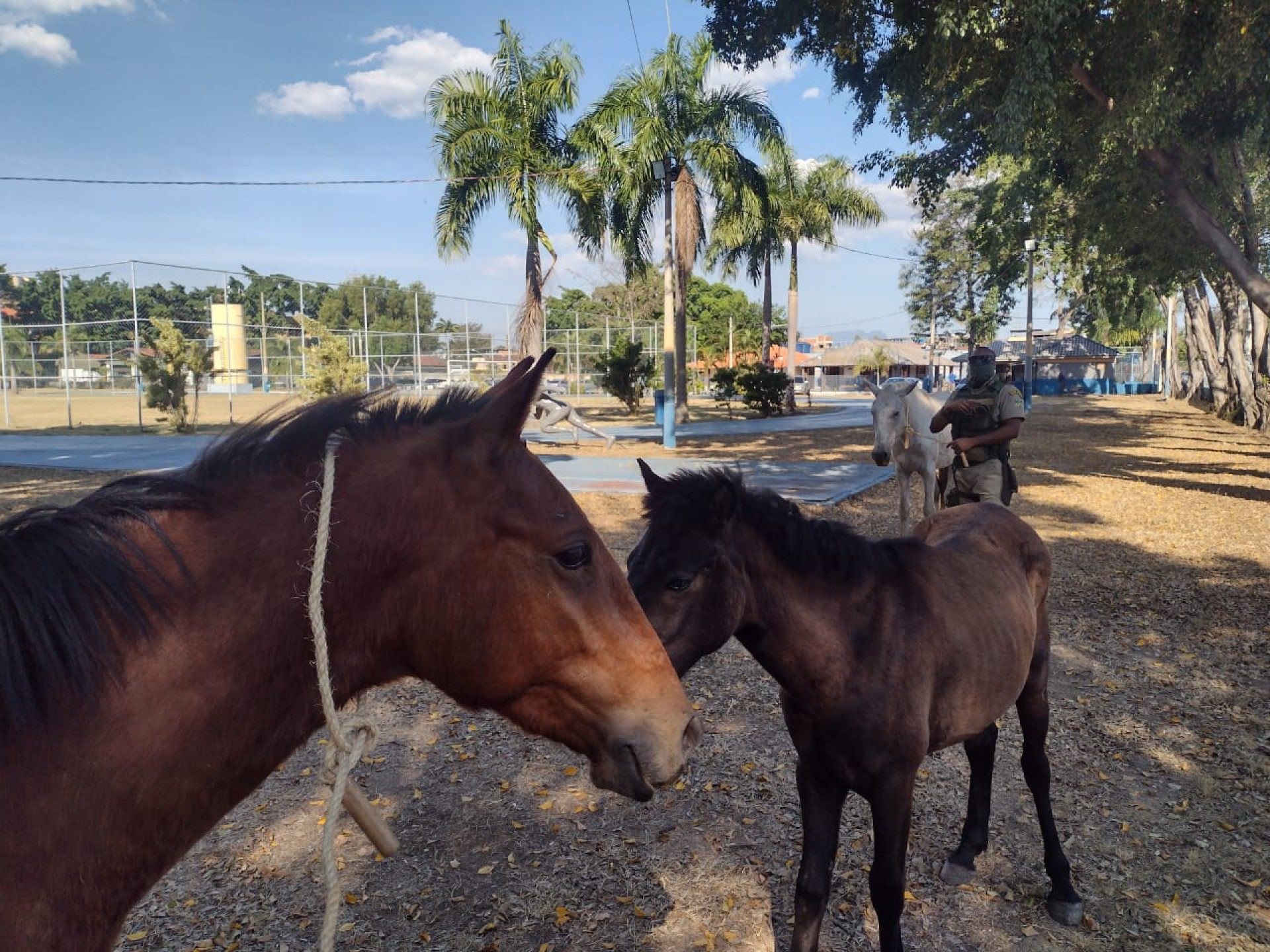 Tr&ecirc;s cavalos abandonados foram resgatados em ciclovia de Mesquita