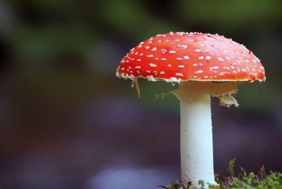 Entenda a importância dos fungos para o desenvolvimento humano