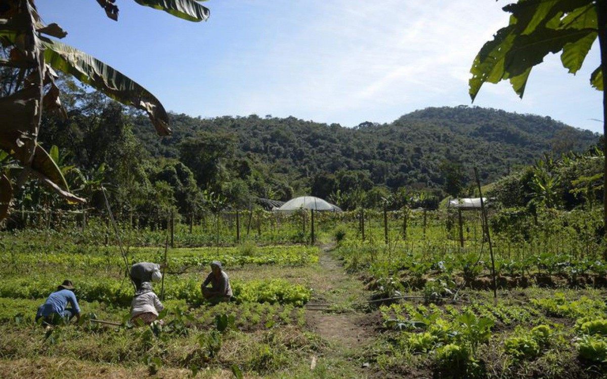 Horta na propriedade de Waldir Pollack em Paracatu de Baixo, distrito de Mariana, no local s&atilde;o cultivadas cerca de 40 variedades de hortali&ccedil;as e legumes.
