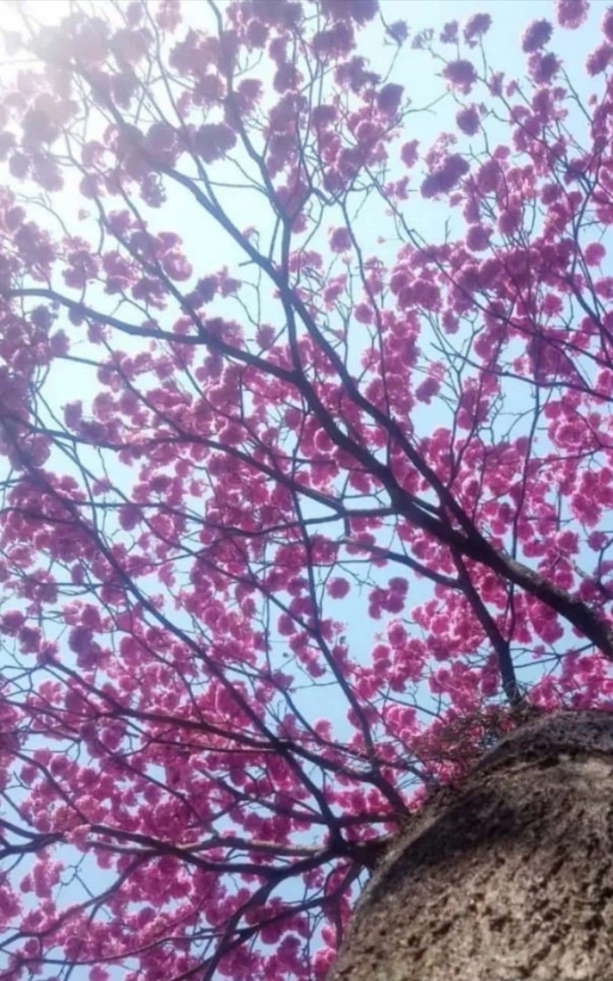 Inverno &eacute; o per&iacute;odo em que ocorre a flora&ccedil;&atilde;o dos ip&ecirc;s