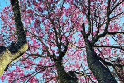 Guia digital tem mais de 100 pontos com ipês na cidade do Rio