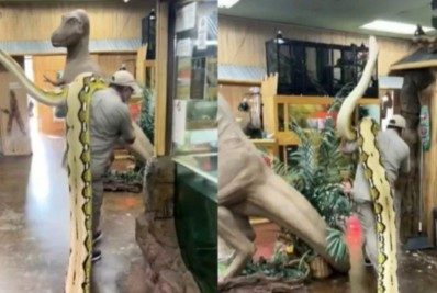 Vídeo: cuidador viraliza ao aparecer carregando cobra de 7m e 113 kg