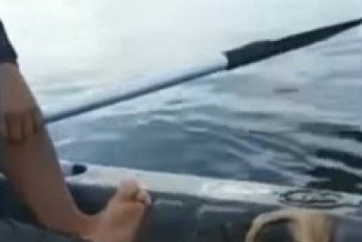 Vídeo: gato resgatado na Baía de Guanabara estava preso em motor de carro na Ponte Rio-Niterói