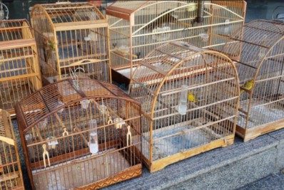 10 gaiolas com pássaros silvestres são apreendidos em Maricá