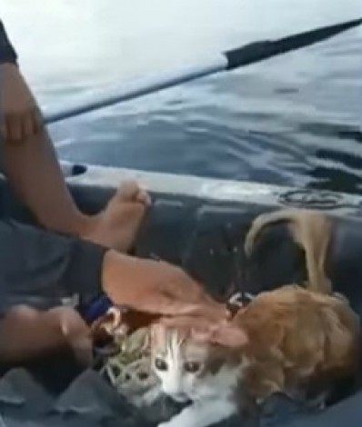 Gato é resgatado por pescadores na Baía de Guanabara  - Divulgação/Redes Sociais