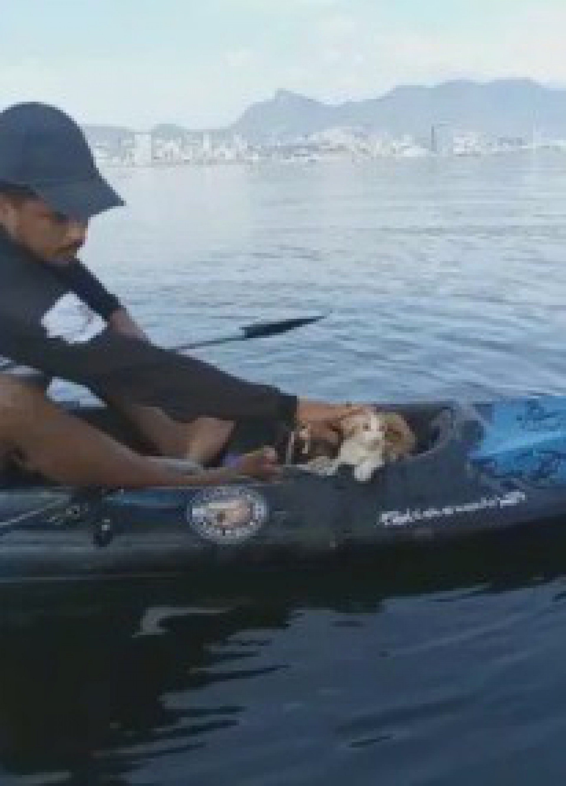 Pescadores resgatam gato que foi jogado da ponte Rio-Niter&oacute;i