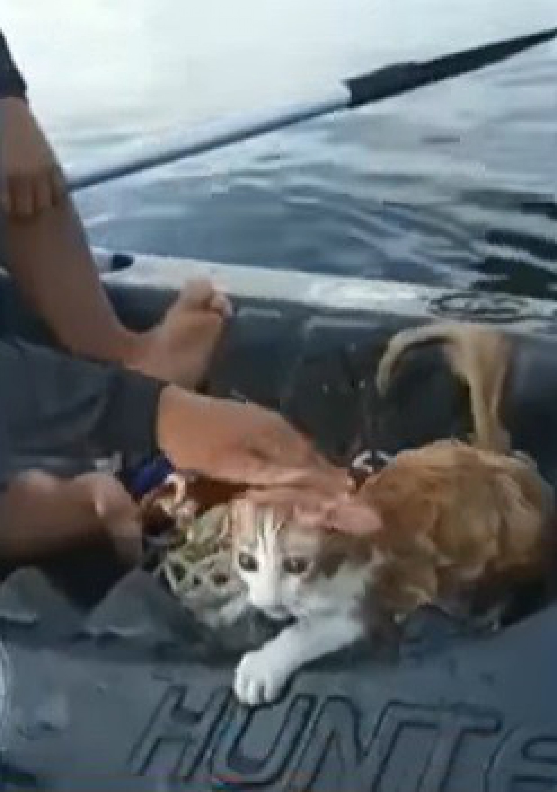 V&iacute;deo: gato resgatado na Ba&iacute;a de Guanabara estava preso em motor de carro na Ponte Rio-Niter&oacute;i