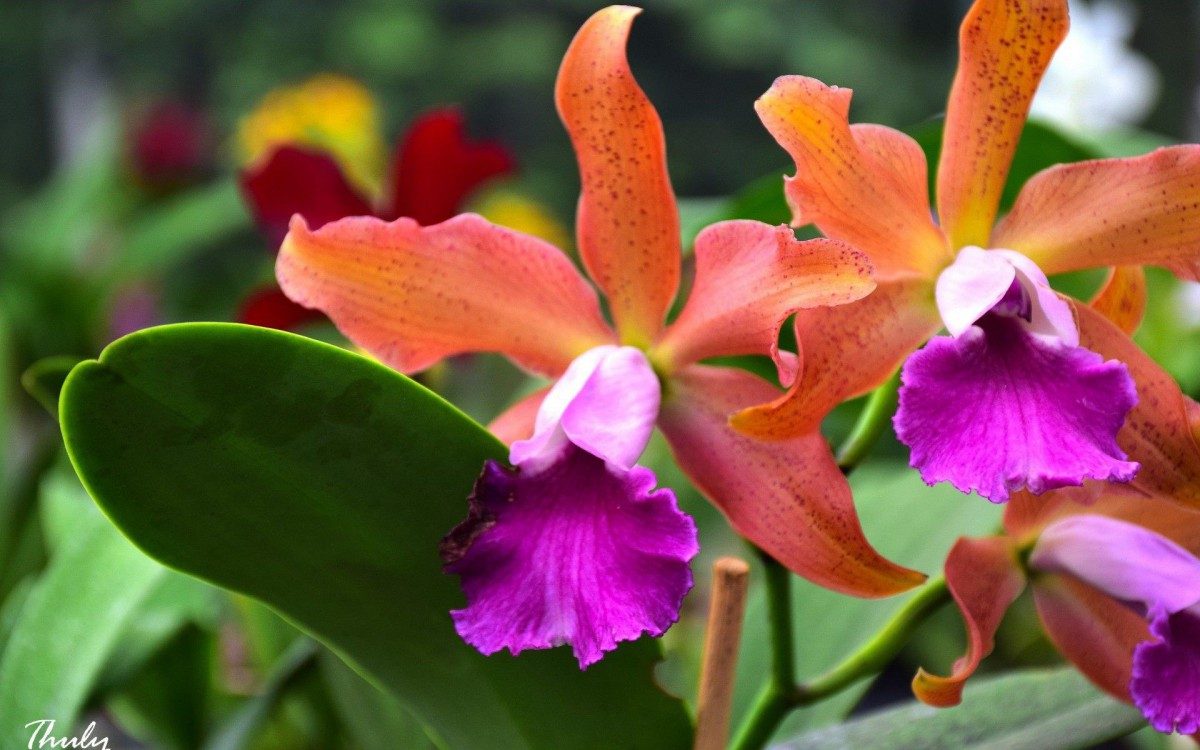 Especial Turismo RJ + Perto - Paty do Alferes (F&aacute;brica de Orquideas)