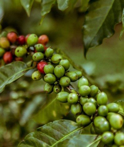 Especial Turismo RJ + Perto - Vale do CafÃÂ© - Vale do Cafe Convention & Visitors Bureau