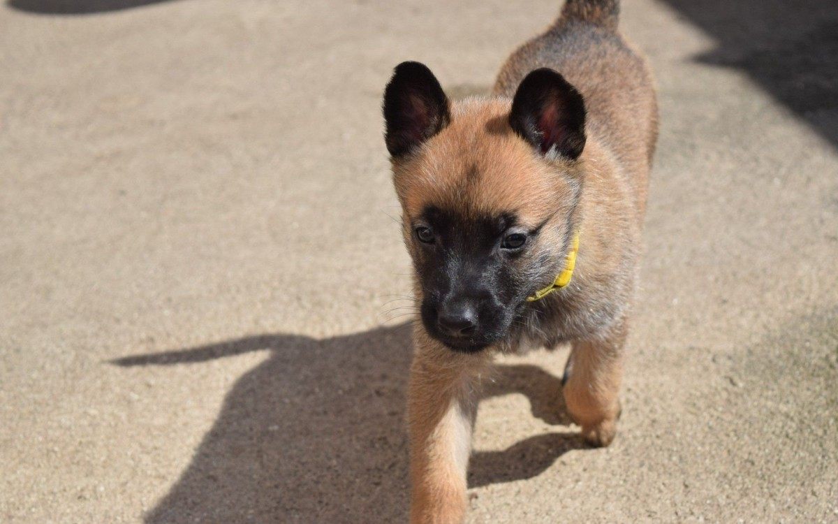 Guarda Municipal ganha novos c&atilde;es que v&atilde;o refor&ccedil;ar a tropa do Canil

