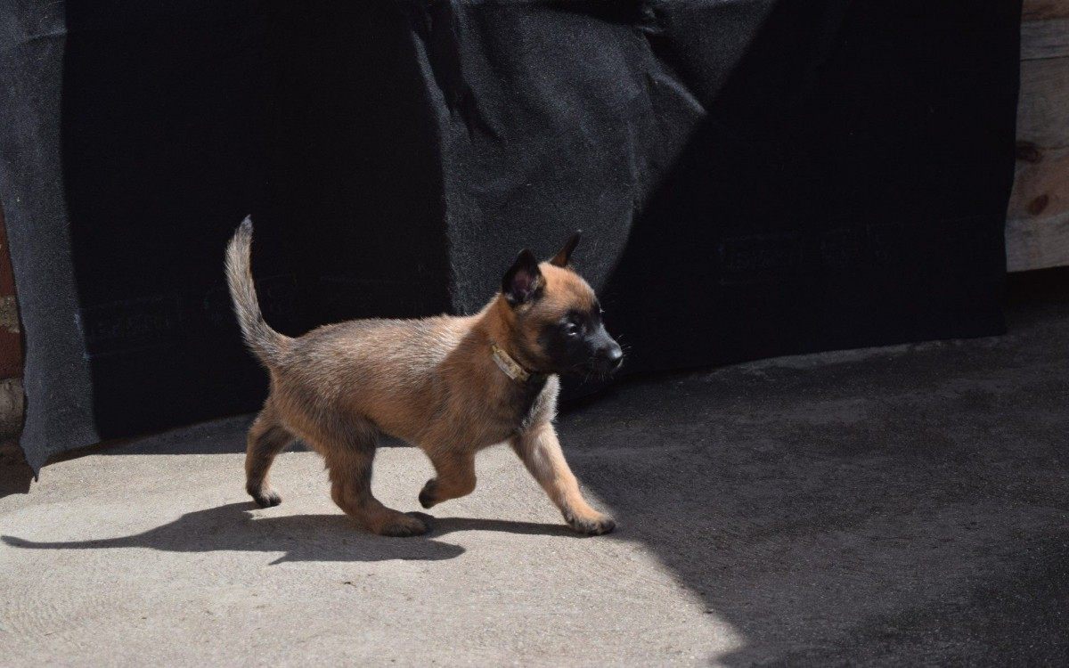 Guarda Municipal ganha novos c&atilde;es que v&atilde;o refor&ccedil;ar a tropa do Canil

