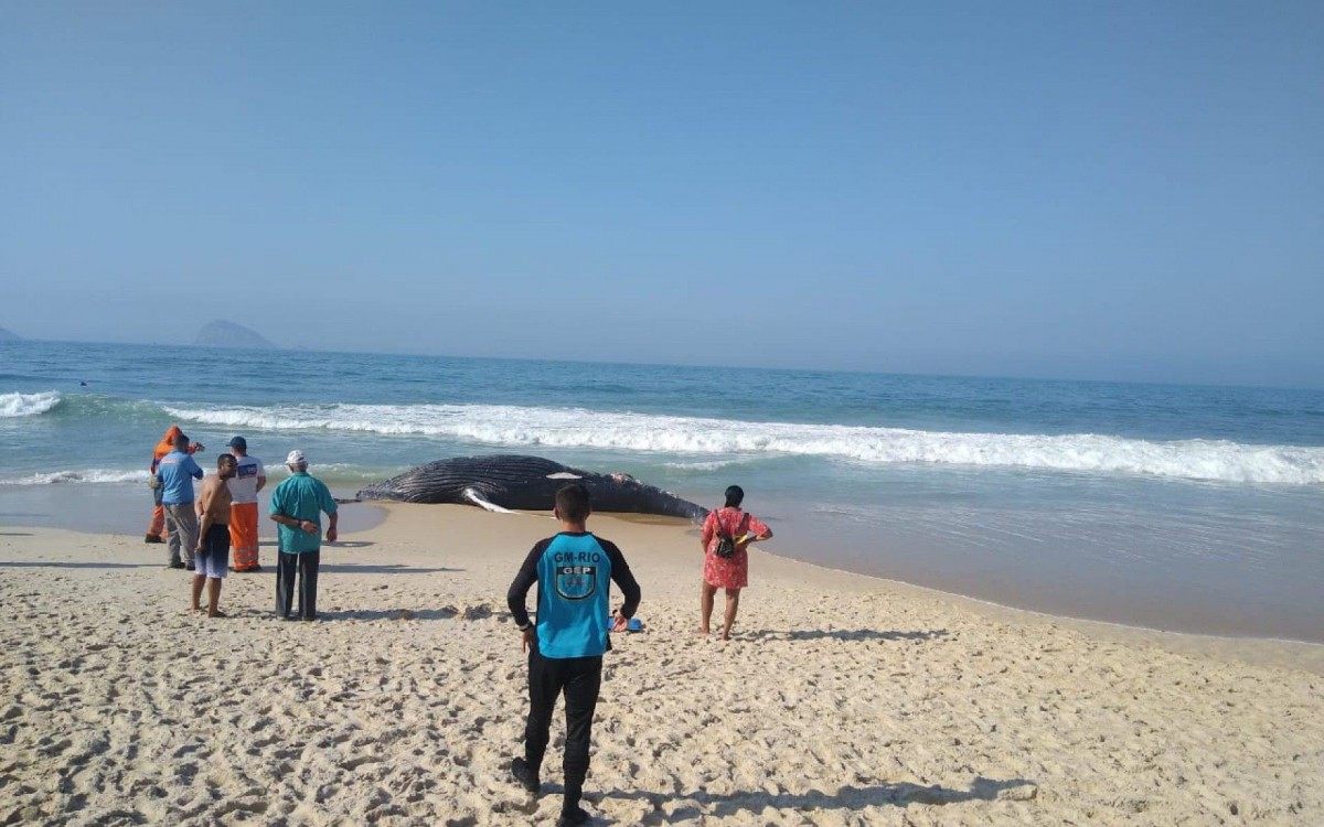 Guardas municipais fazem isolamento da área onde baleia foi encontrada morta - Divulgação/Guarda Municipal