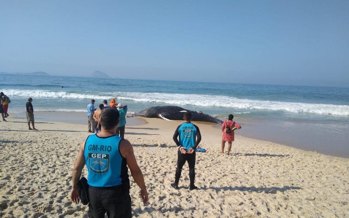 Guardas municipais fazem isolamento da área onde baleia foi encontrada morta - Divulgação/Guarda Municipal