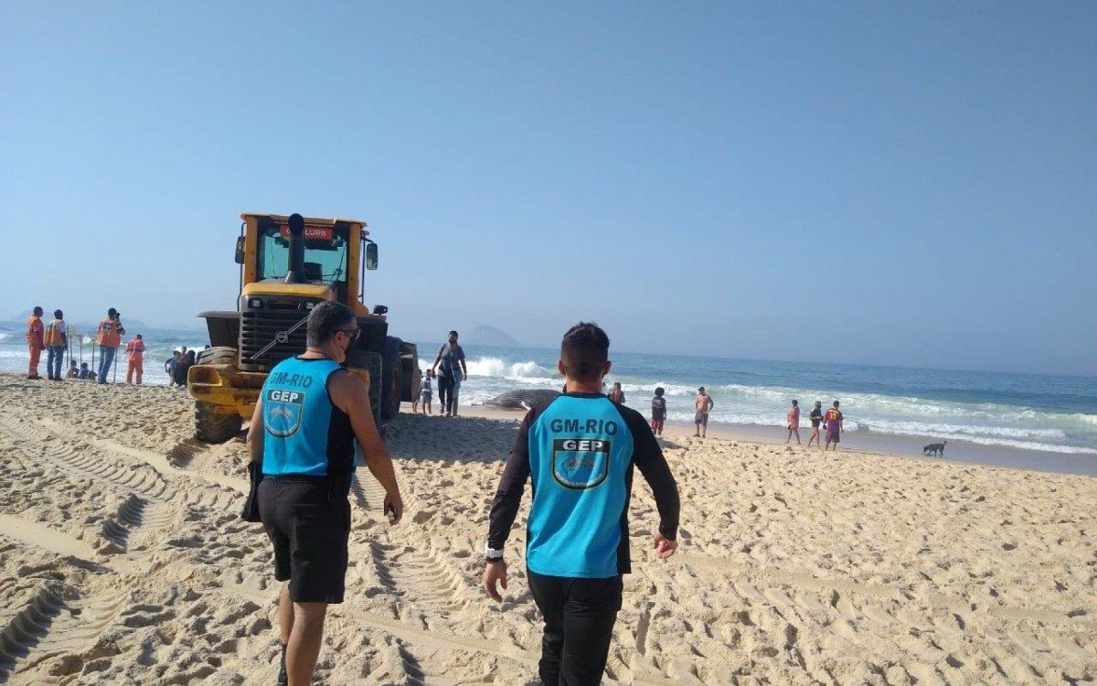 Guardas municipais fazem isolamento da área onde baleia foi encontrada morta - Divulgação/Guarda Municipal